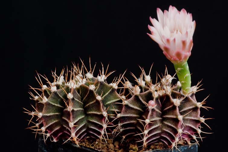 Gymnocalycium stenopleurum